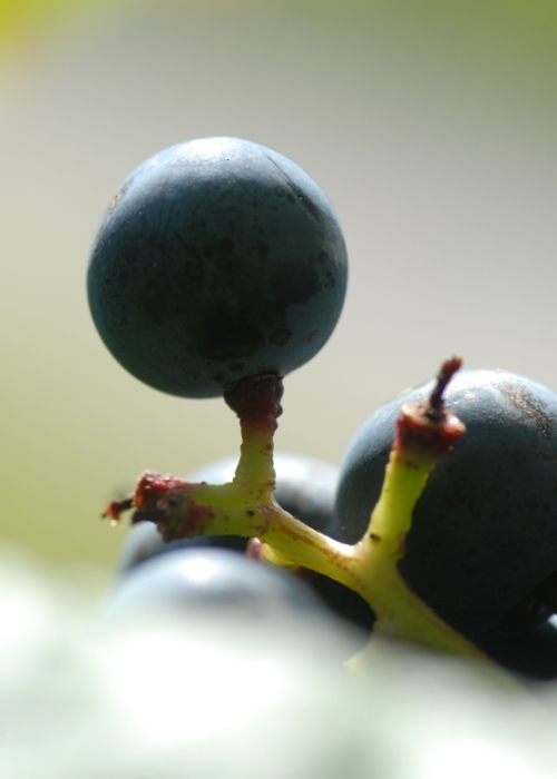 Dornfelder ANT 0946